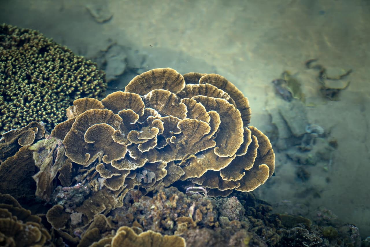 Waterfront & Coral Reef Stories Audio Tour in Cozumel